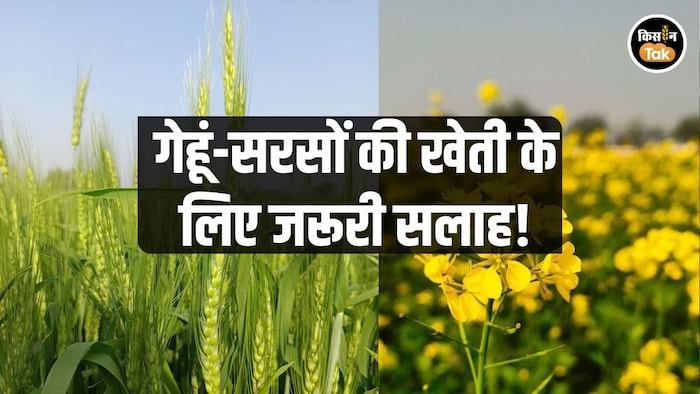 crop advisory for farmers