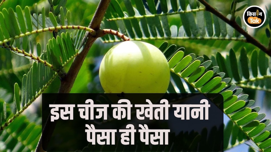 किसानों के लिए ATM से कम नहीं है इस एक चीज की खेती, जानें इसके बारे में किसानों के लिए ATM से कम नहीं है इस एक चीज की खेती, जानें इसके बारे में