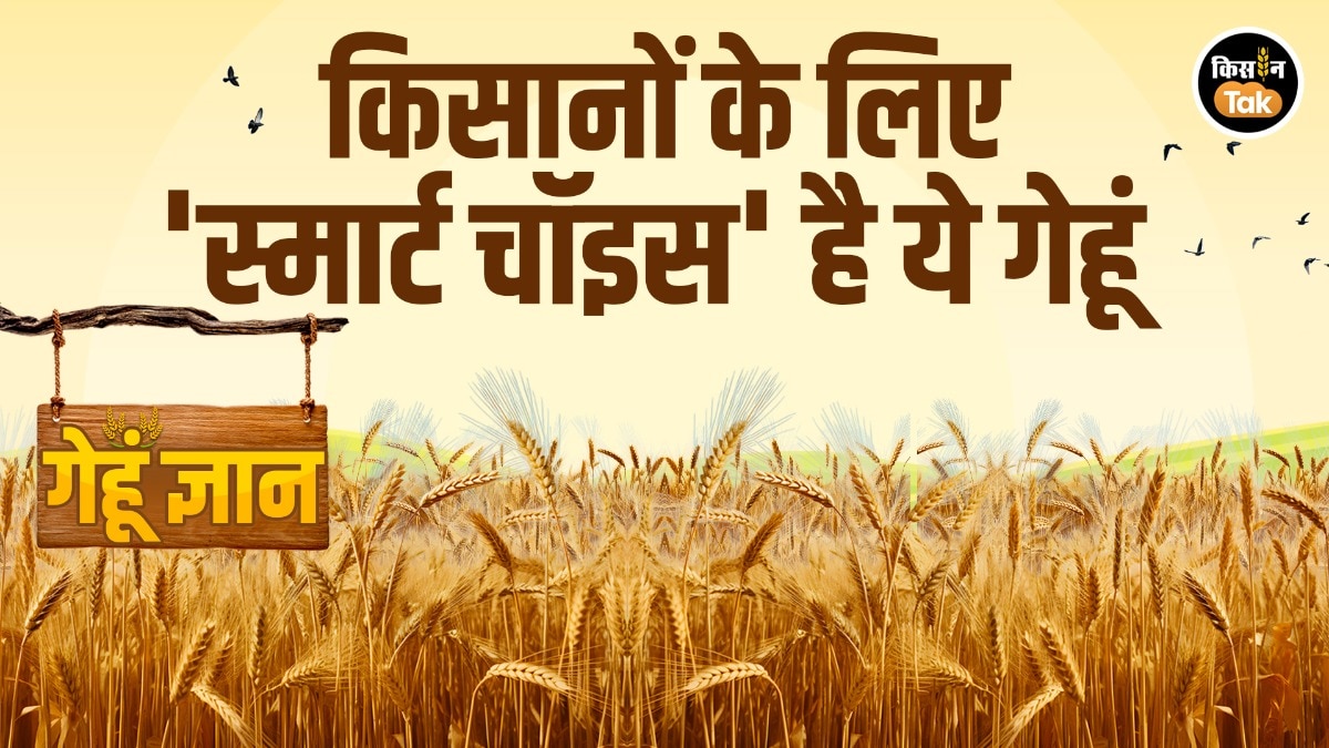 wheat variety HD 3298