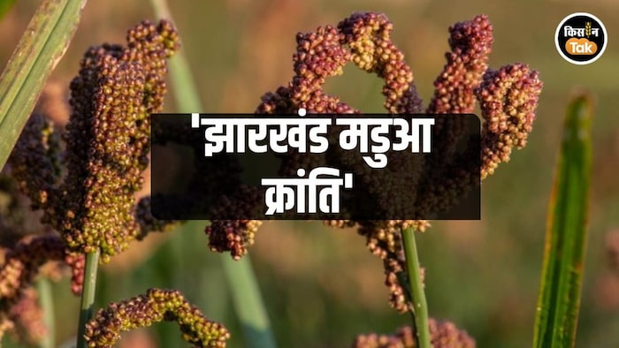 'झारखंड मडुआ क्रांति'