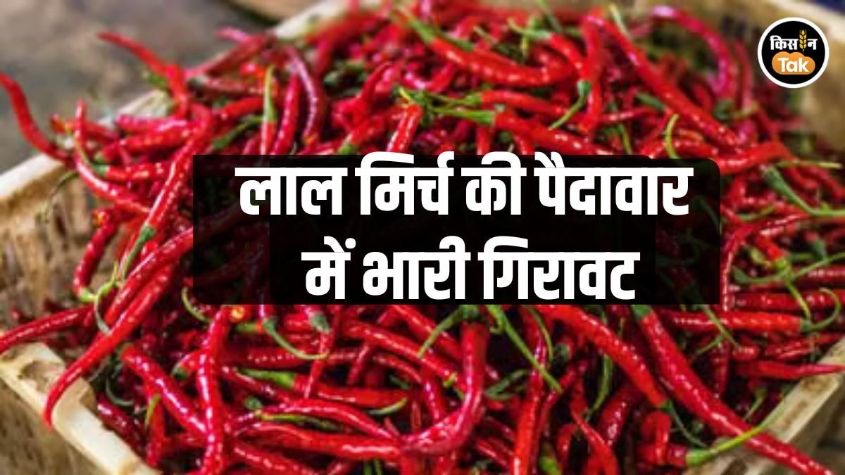 लाल मिर्च की खेती