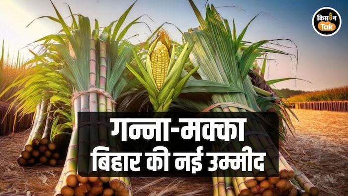 maize and suagarcane