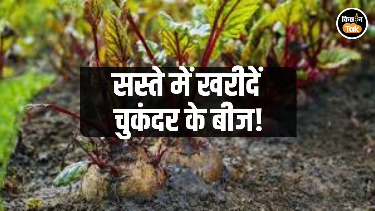 चुकंदर की बंपर उपज देगी ये खास वैरायटी, सीधे घर पर यहां से मंगवाएं बीज