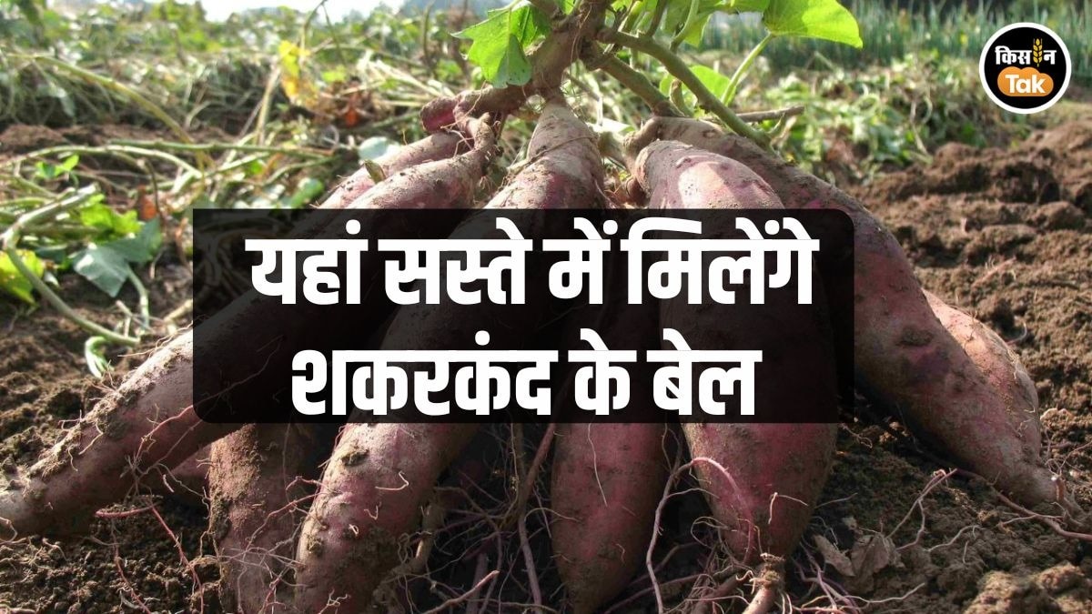 शकरकंद की खेती