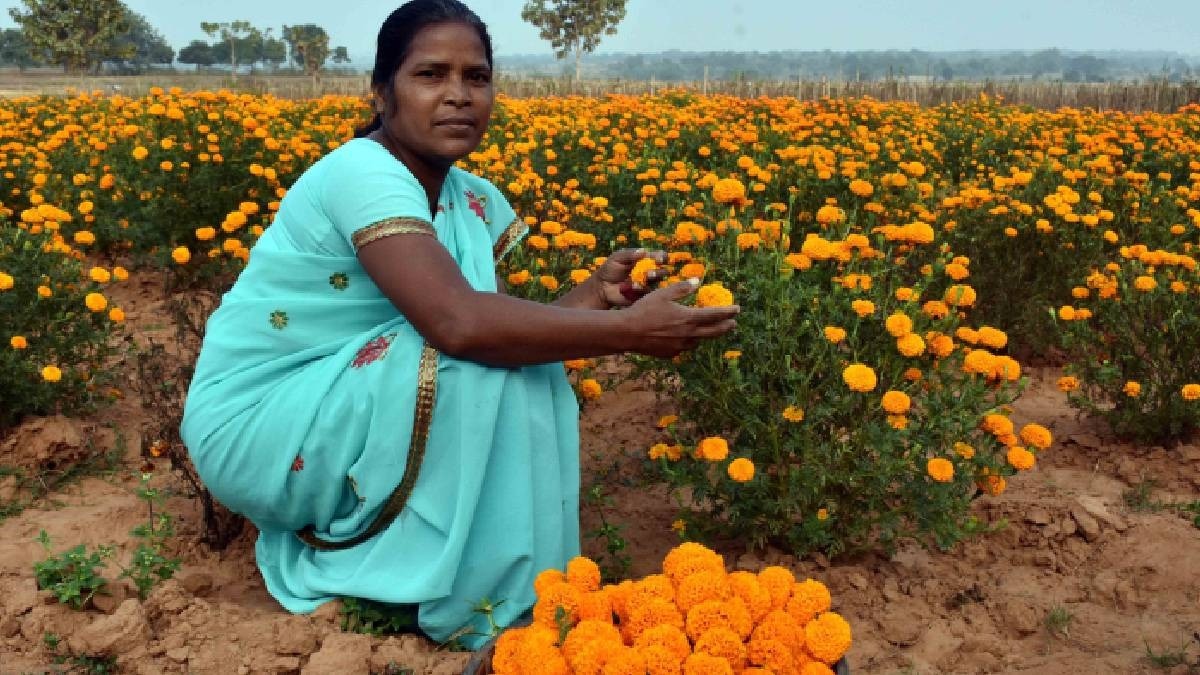 marigold farming