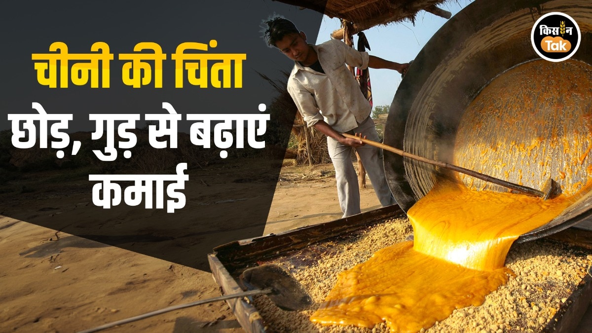 jaggery production