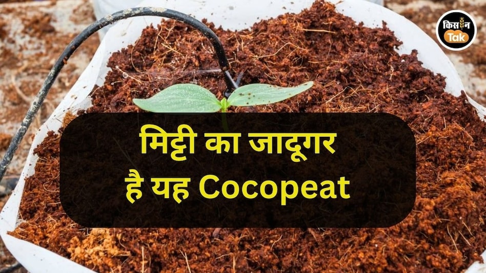क्या बला है यह Cocopeat? क्यों है पौधों को इसकी जरूरत, जानें मिट्टी के जादूगर के बारे में क्या बला है यह Cocopeat? क्यों है पौधों को इसकी जरूरत, जानें मिट्टी के जादूगर के बारे में