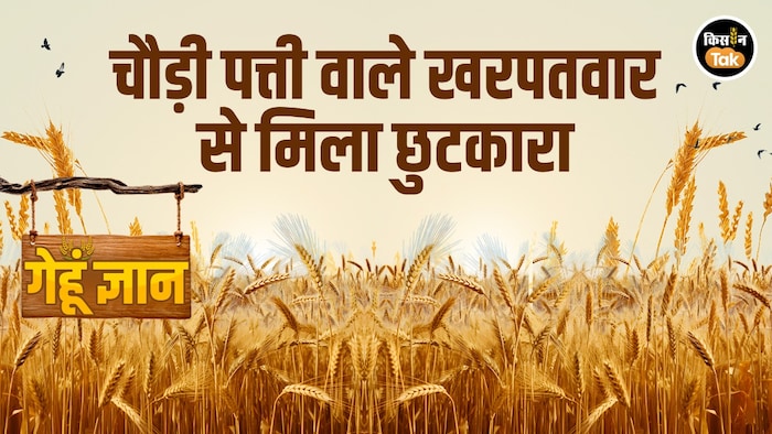 खरपतवार नियंत्रण से मिलेगा ज्यादा गेहूं