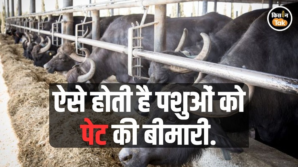 Animal Disease: पशुओं का पेट खराब होने की ये हैं चार वजह, ऐसे करें पता, ये है इलाज का तरीका Animal Disease: पशुओं का पेट खराब होने की ये हैं चार वजह, ऐसे करें पता, ये है इलाज का तरीका