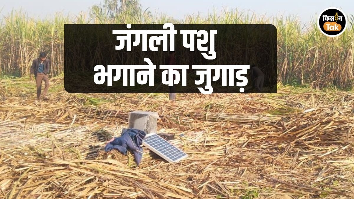 खेतों से दूर भागेंगे जंगली जानवर