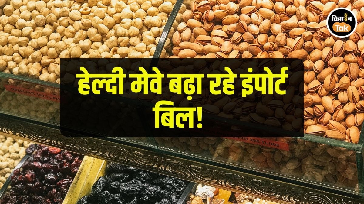 लगातार बढ़ रहा मेवों पर आने वाला बिल, इंडस्ट्री ने सुझाया कम करने का कारगर उपाय लगातार बढ़ रहा मेवों पर आने वाला बिल, इंडस्ट्री ने सुझाया कम करने का कारगर उपाय