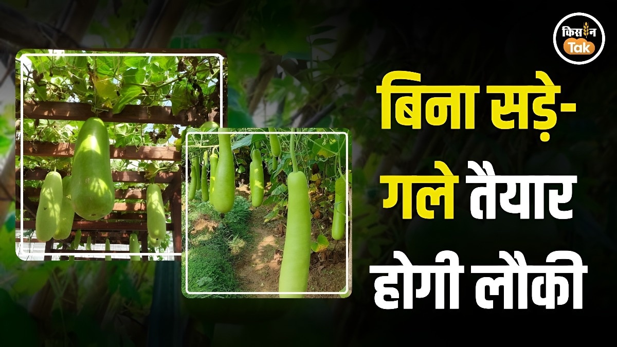 bottle guard farming