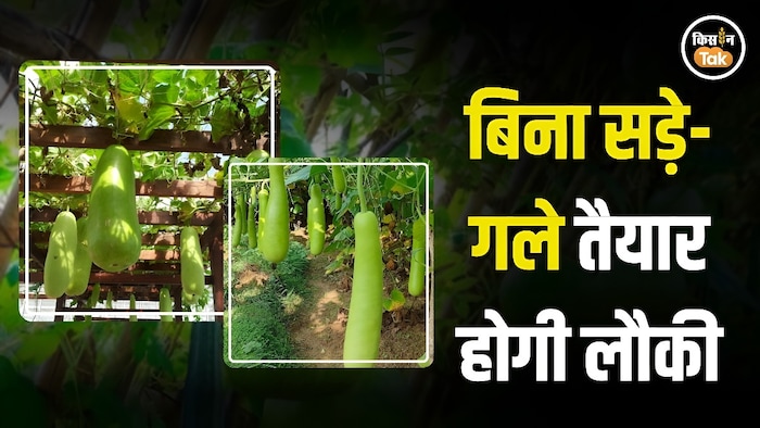 bottle guard farming