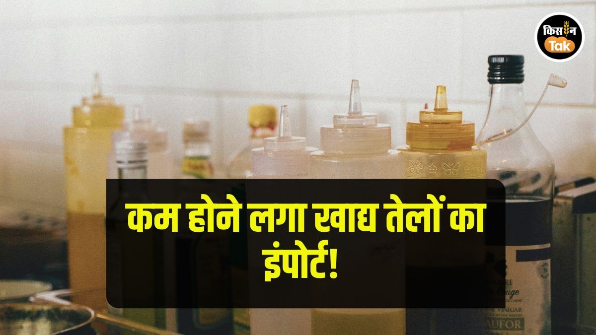Oil Import: तो क्या खाद्य तेलों में आत्मनिर्भर बनने लगा है भारत? नए आंकड़ें कर रहे क्या इशारा Oil Import: तो क्या खाद्य तेलों में आत्मनिर्भर बनने लगा है भारत? नए आंकड़ें कर रहे क्या इशारा