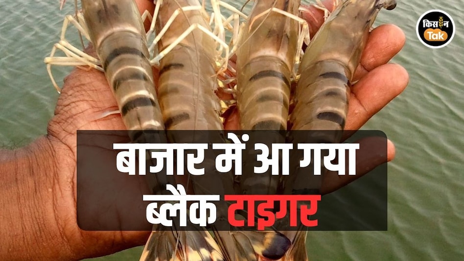 Shrimp Export: अमेरिकी टैरिफ को जवाब देने के लिए आया ब्लैक टाइगर, पढ़ें डिटेल Shrimp Export: अमेरिकी टैरिफ को जवाब देने के लिए आया ब्लैक टाइगर, पढ़ें डिटेल
