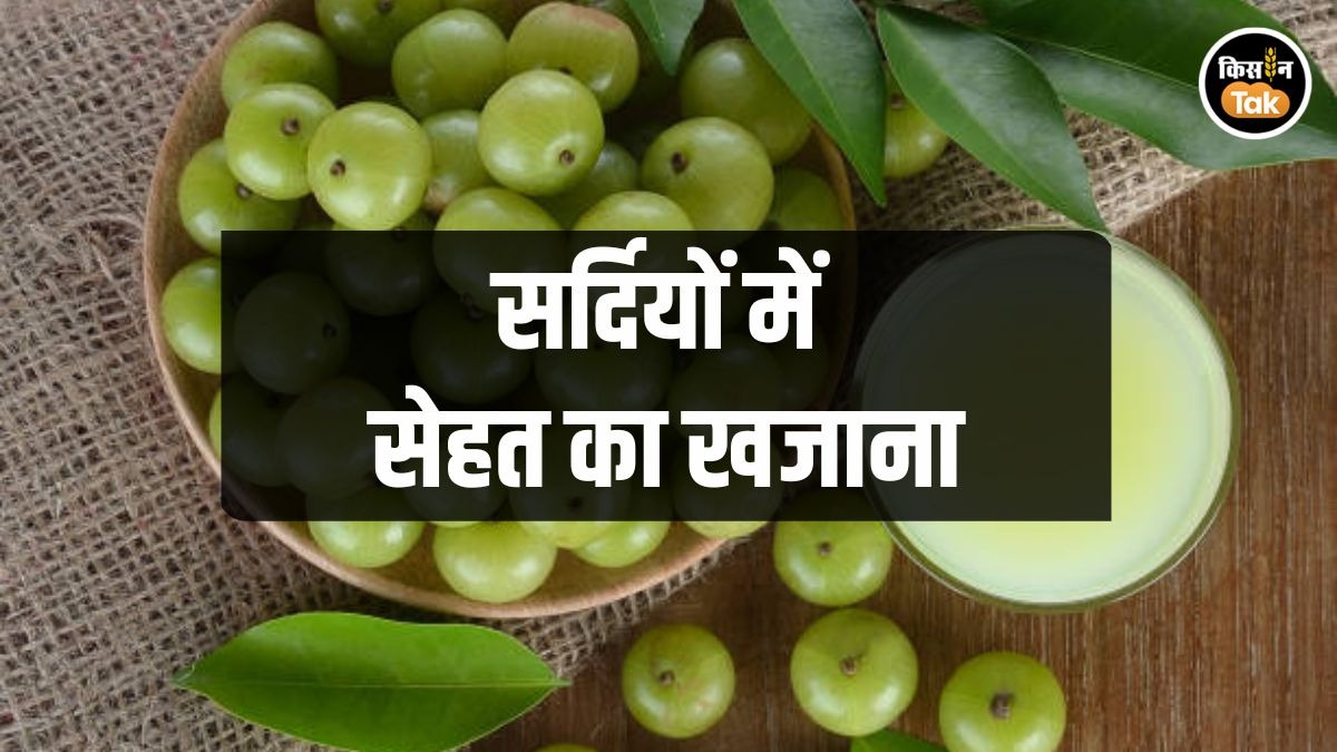 सर्दियों में जरूर खाएं आंवले