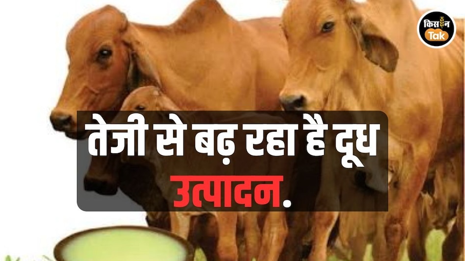 Milk Production: देश में तेजी से दौड़ रही है मिल्क ट्रेन, जानें क्या कहते हैं आंकड़े Milk Production: देश में तेजी से दौड़ रही है मिल्क ट्रेन, जानें क्या कहते हैं आंकड़े