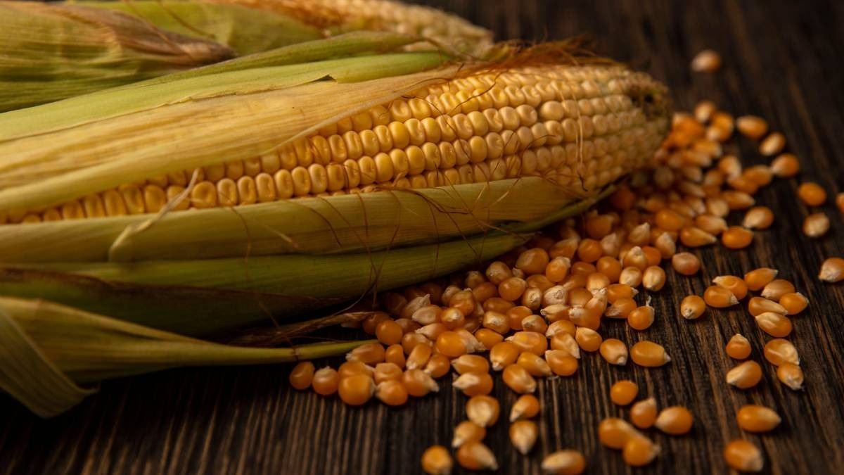 मक्के से कमाएं लाखों का मुनाफा