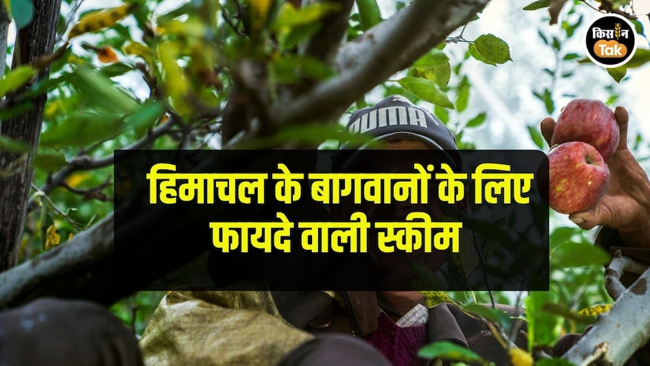 Farmer Income: खास प्रोजेक्ट बदलेगा हिमाचल के किसानों की तकदीर, जानें कौन सा Farmer Income: खास प्रोजेक्ट बदलेगा हिमाचल के किसानों की तकदीर, जानें कौन सा