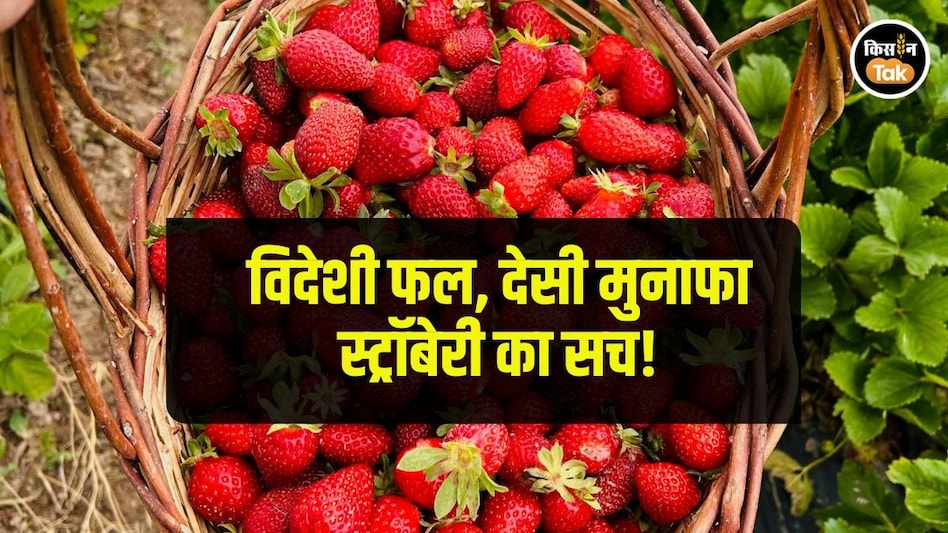 Strawberry Farming: आज इस छोटे से विदेशी फल से बदल रही है भारत के किसानों की किस्मत Strawberry Farming: आज इस छोटे से विदेशी फल से बदल रही है भारत के किसानों की किस्मत