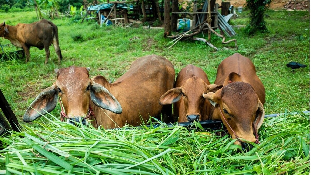 UP Govt Go Kalyan Model