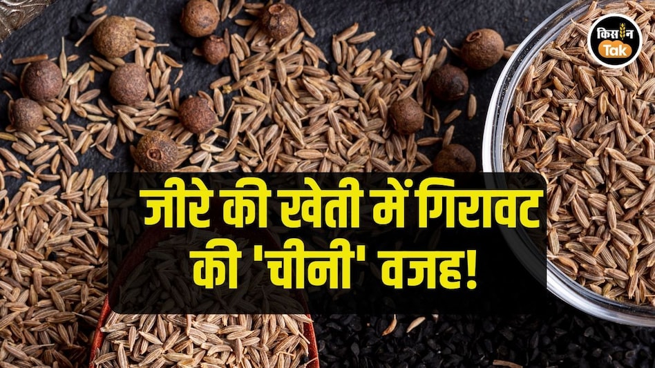 Cumin Farming: जीरे की खेती में गिरावट, चीन के अलावा एक और वजह से किसान हटे पीछे Cumin Farming: जीरे की खेती में गिरावट, चीन के अलावा एक और वजह से किसान हटे पीछे