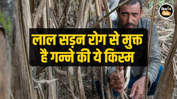 sugarcane new variety