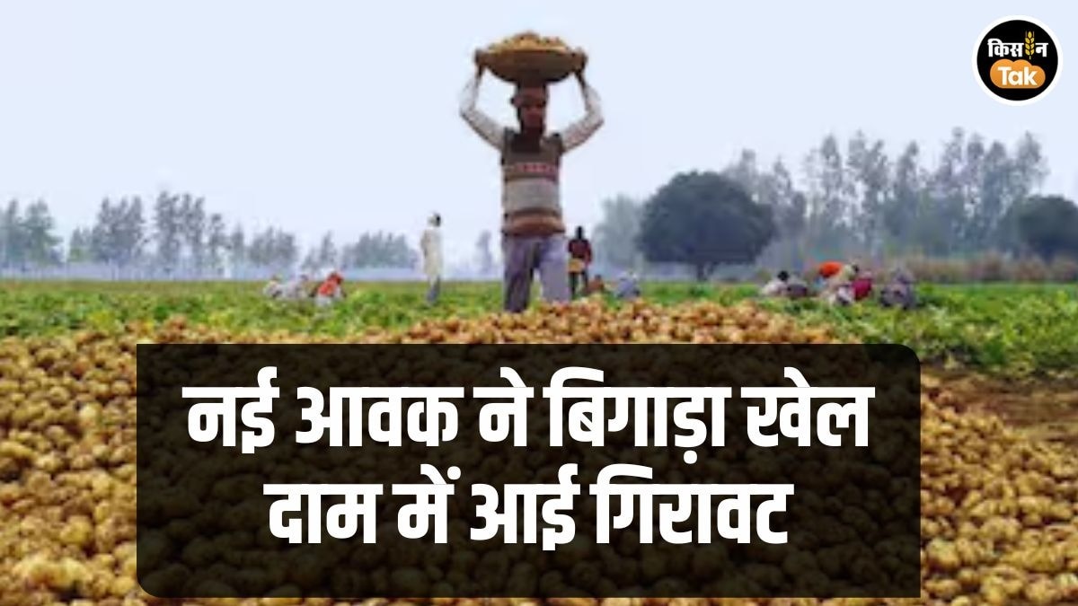 Potato Mandi Price Today