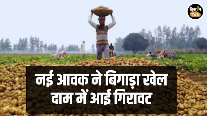 Potato Mandi Price Today