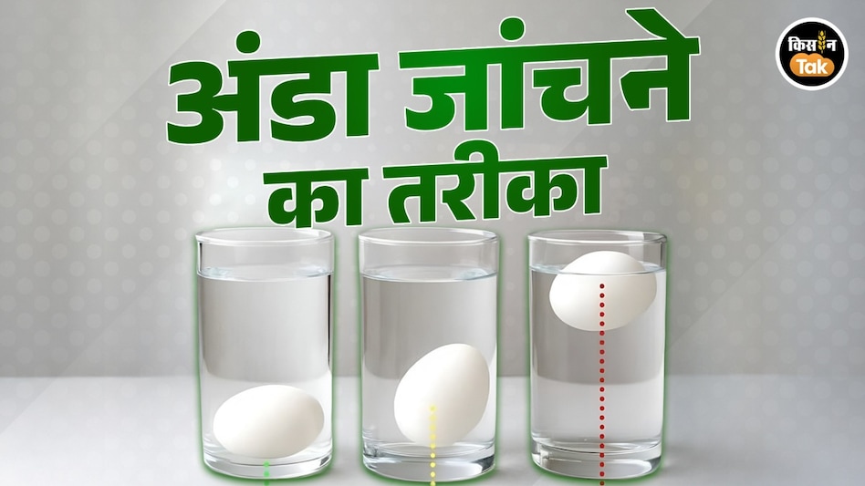 Egg Testing: अंडा खरीद रहे हैं तो भूलकर भी न करें ये काम, ऐसे जांचें अंडे की क्वालिटी Egg Testing: अंडा खरीद रहे हैं तो भूलकर भी न करें ये काम, ऐसे जांचें अंडे की क्वालिटी