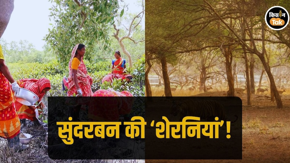 Tiger Widows: बाघ ने उजाड़ा सिंदूर, अब उन्हीं के लिए जंगल बचाने में जुटीं हिम्मती महिलाएं Tiger Widows: बाघ ने उजाड़ा सिंदूर, अब उन्हीं के लिए जंगल बचाने में जुटीं हिम्मती महिलाएं