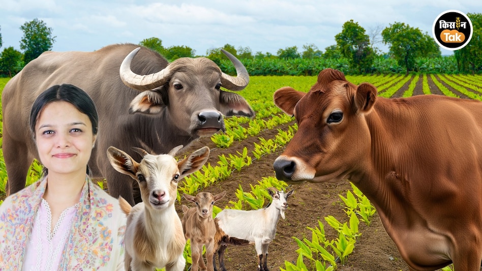 Animal Husbandry: NDLM से खुलेगा गांव से ग्लोबल का रास्ता, उत्पादन से बिक्री तक में मिलेगी मदद Animal Husbandry: NDLM से खुलेगा गांव से ग्लोबल का रास्ता, उत्पादन से बिक्री तक में मिलेगी मदद