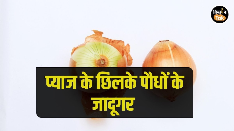 प्याज के छिलकों से बनाएं एक असरदार स्प्रे, भर-भरकर आएंगे गुलाब और गेंदा पर फूल प्याज के छिलकों से बनाएं एक असरदार स्प्रे, भर-भरकर आएंगे गुलाब और गेंदा पर फूल