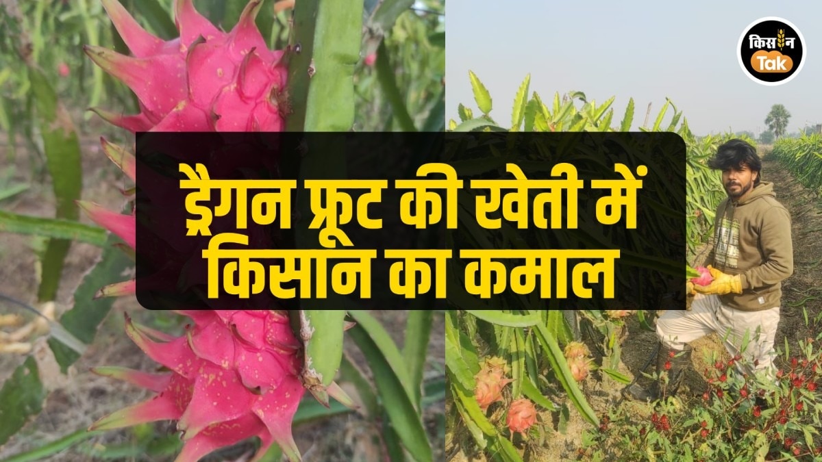 dragon fruit farming