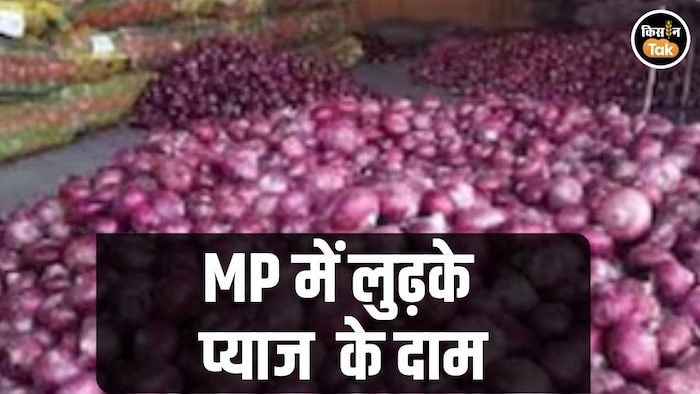 Onion Price