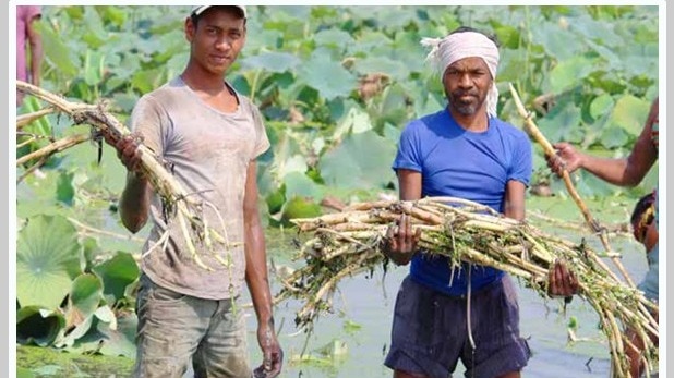 dhamtari farmer success story