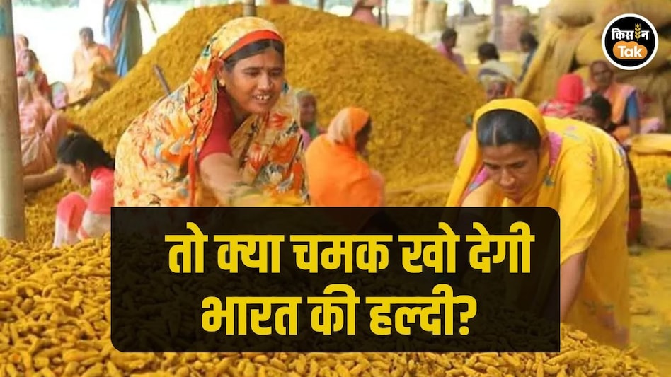 Indian Turmeric: भारत की हल्दी को मिल रही कड़ी टक्कर, विशेषज्ञों ने बताई बड़ी वजह Indian Turmeric: भारत की हल्दी को मिल रही कड़ी टक्कर, विशेषज्ञों ने बताई बड़ी वजह