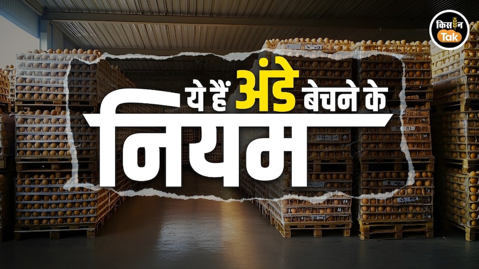 Egg Sale Rules: बाजार में बिक रहे अंडे पर लिखकर देनी होगी ये जानकारी, जानें ऐग ट्रांसपोर्ट के नियम Egg Sale Rules: बाजार में बिक रहे अंडे पर लिखकर देनी होगी ये जानकारी, जानें ऐग ट्रांसपोर्ट के नियम
