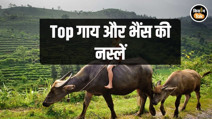 2026 की सबसे ज्यादा मांग वाली गाय और भैंस की नस्लें
