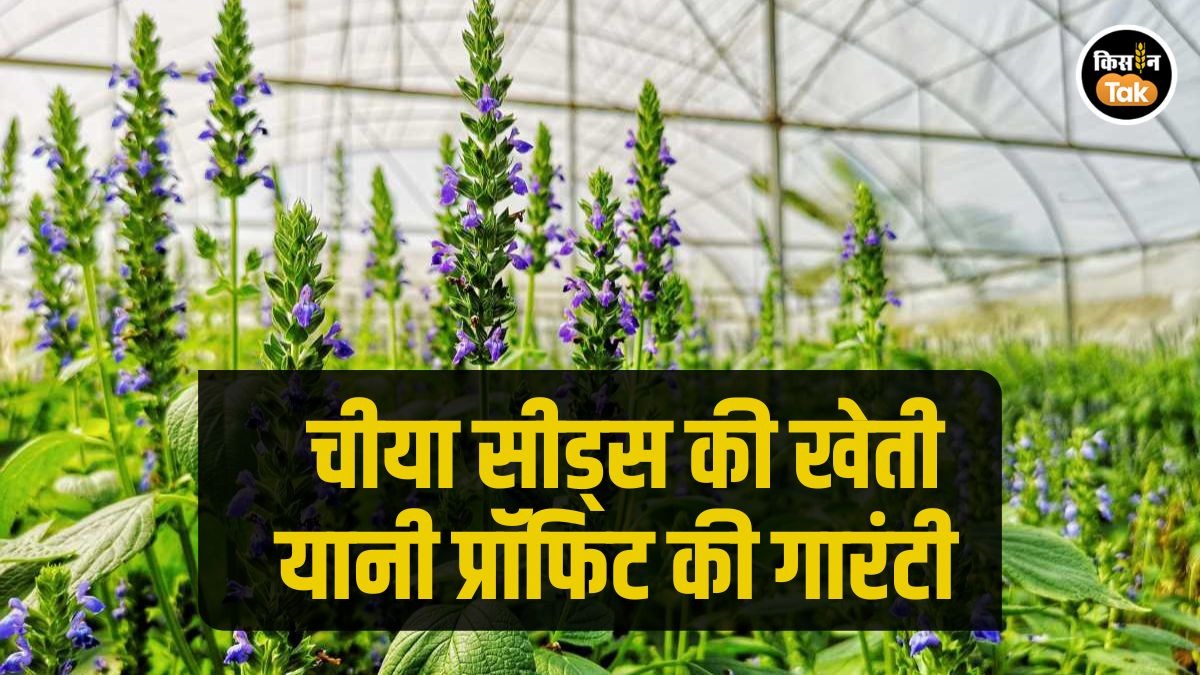 कम पानी में भी बहुत मुनाफा देती है Chia Seeds की खेती, जानें सही टेक्निक