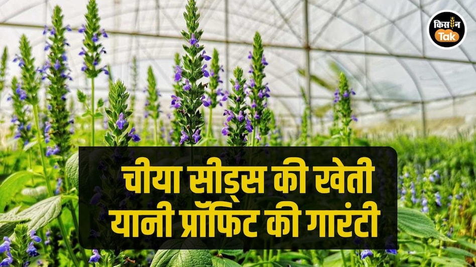 कम पानी में भी बहुत मुनाफा देती है Chia Seeds की खेती, जानें सही टेक्निक कम पानी में भी बहुत मुनाफा देती है Chia Seeds की खेती, जानें सही टेक्निक