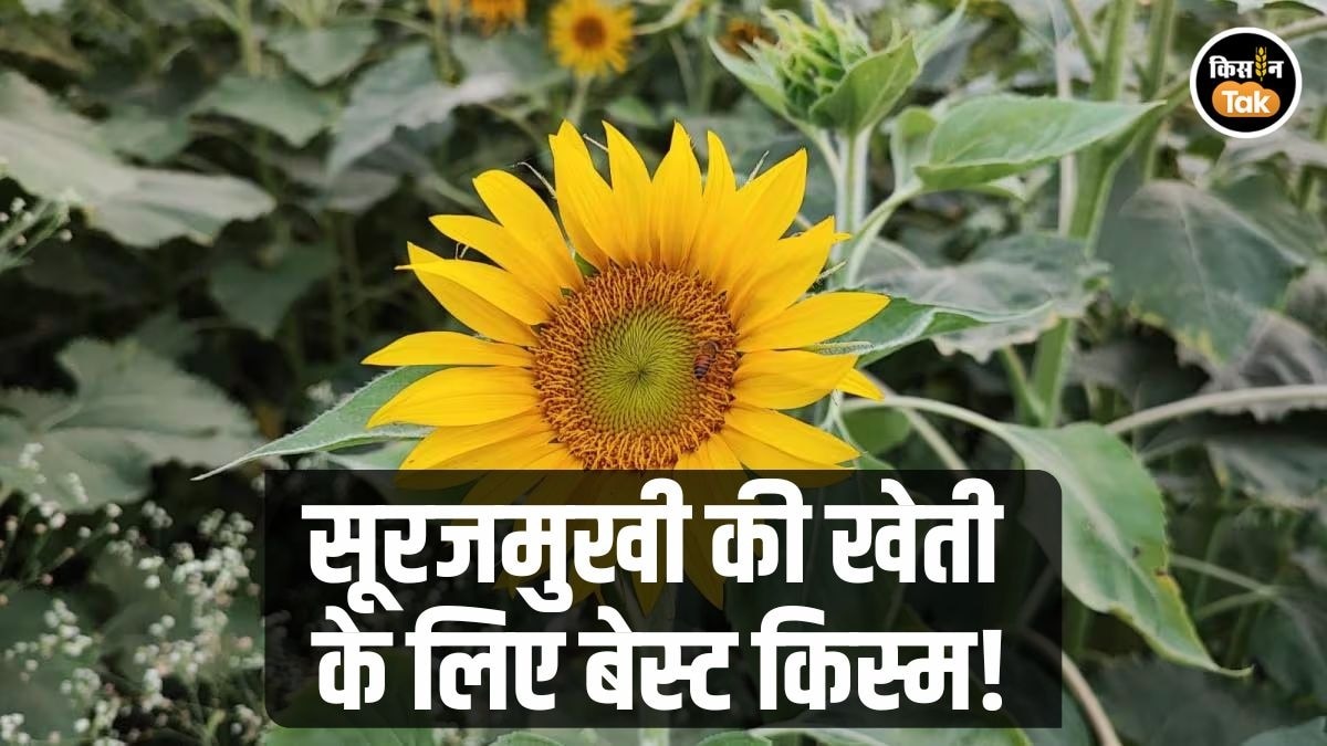 सूरजमुखी की खेती