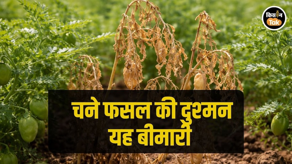 Chana Wilt: चने की फसल को चौपट कर सकती है यह बीमारी, जानें बचाव का तरीका Chana Wilt: चने की फसल को चौपट कर सकती है यह बीमारी, जानें बचाव का तरीका