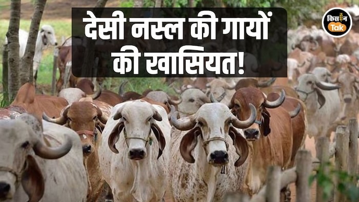 गाय की देसी नस्लें