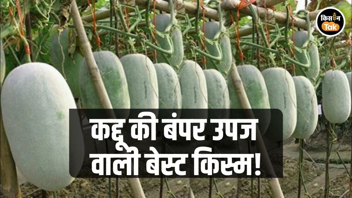 पेठा कद्दू की खेती से कमाएं तगड़ा मुनाफा, यहां से मंगवाएं बेस्ट किस्म के बीज