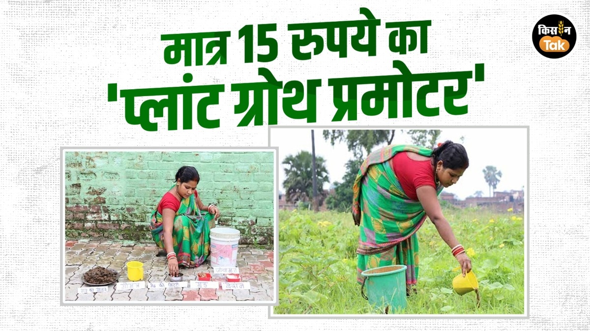 Success Story: बिहार की बेटी का कमाल, मात्र ₹15 में फसल की सुरक्षा और बंपर पैदावार का जादुई नुस्खा