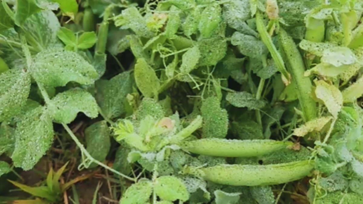 फसलों पर कोहरे का असर