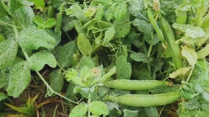 फसलों पर कोहरे का असर