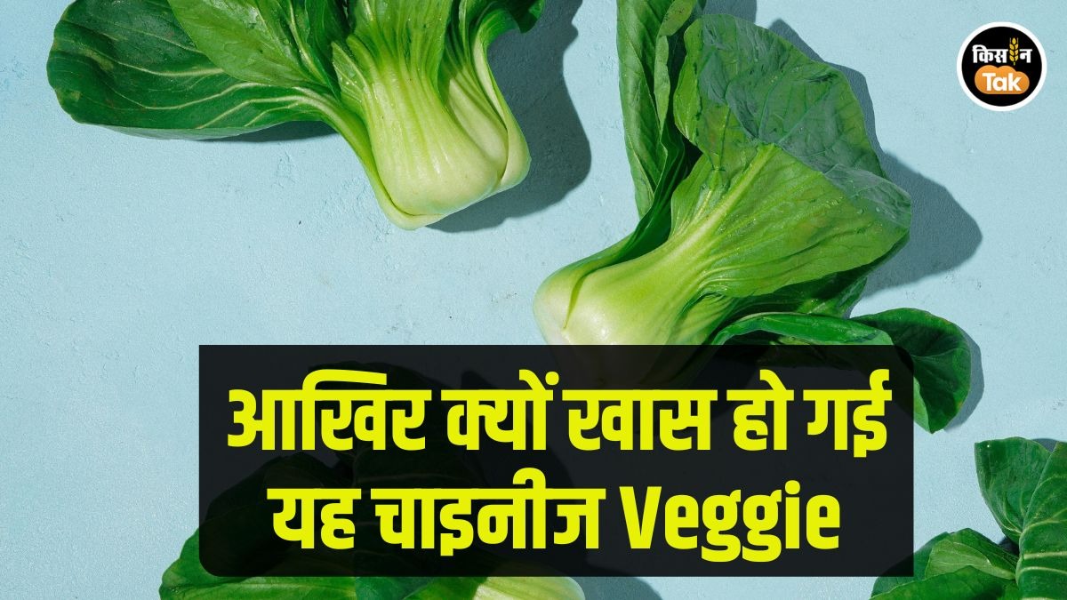 Bok Choy: सिर्फ 30 से 45 दिन में तैयार हो जाती है यह फसल, उत्तर से लेकर दक्षिण तक किसानों की फेवरिट Bok Choy: सिर्फ 30 से 45 दिन में तैयार हो जाती है यह फसल, उत्तर से लेकर दक्षिण तक किसानों की फेवरिट