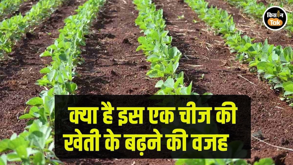 Soybean Farming: सोयाबीन की खेती में टॉप 5 देश है भारत, आखिर क्यों बढ़ रहा इसका क्रेज Soybean Farming: सोयाबीन की खेती में टॉप 5 देश है भारत, आखिर क्यों बढ़ रहा इसका क्रेज